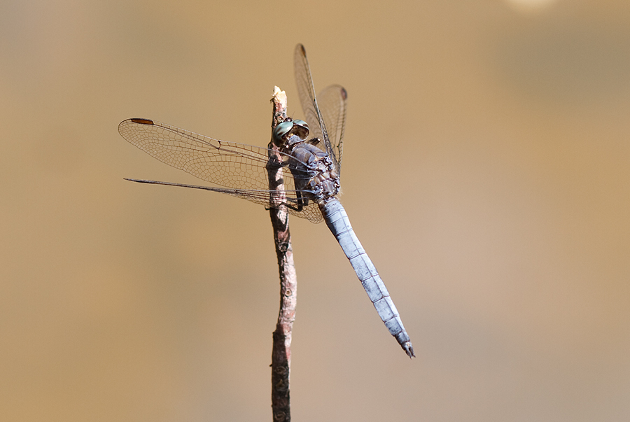 Orthetrum coerulescens...un p di confusione